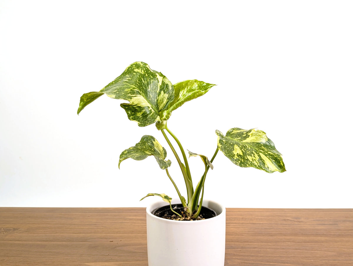 Monstera Electrolyte 'Golden Lion Tricolor' - 4" Exact Plant #31A