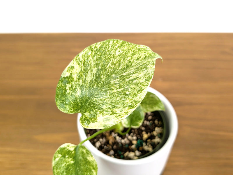 Monstera Legacy