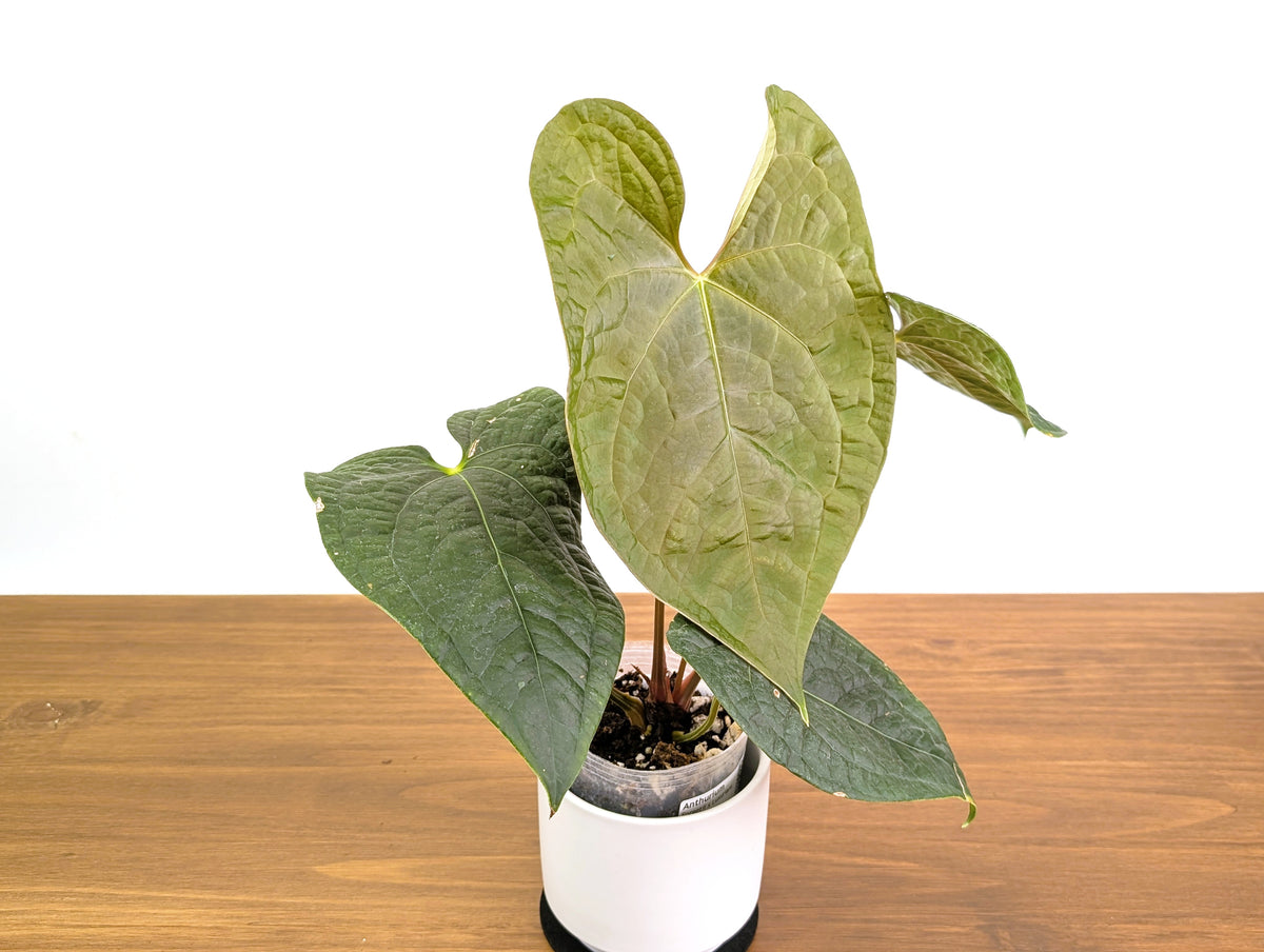 Anthurium Forgetii x Luxurians 4" XL Exact Plant #31A