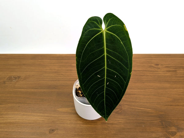 Anthurium Warocqueanum x Waterburyanum - Exact 4" Mature Size #30A
