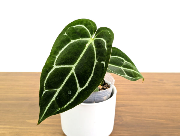 Anthurium Crystallinum x Carlablackiae