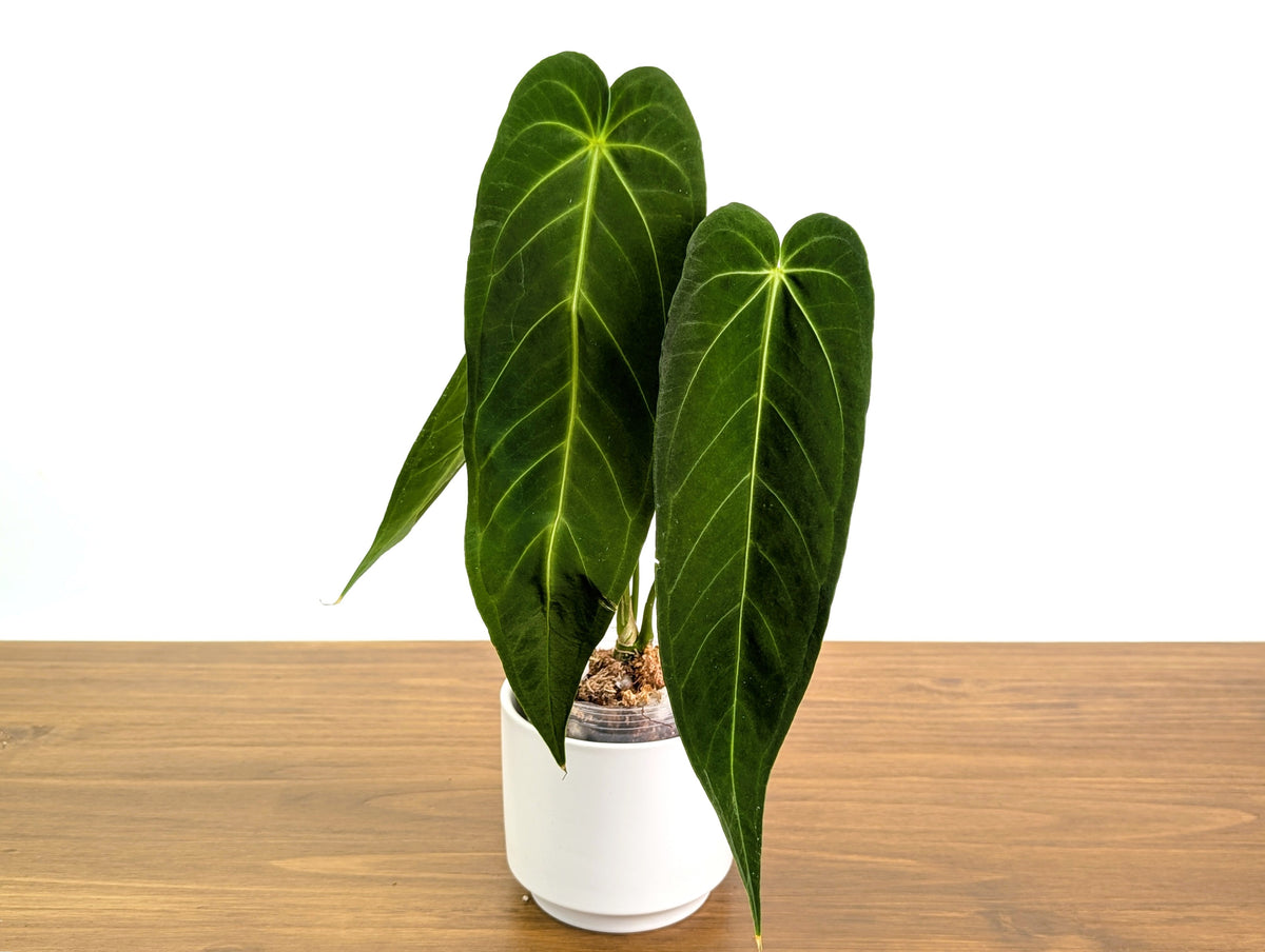 Anthurium Zamora Queen - Warocqueanum Hybrid - Exact Plant #30A