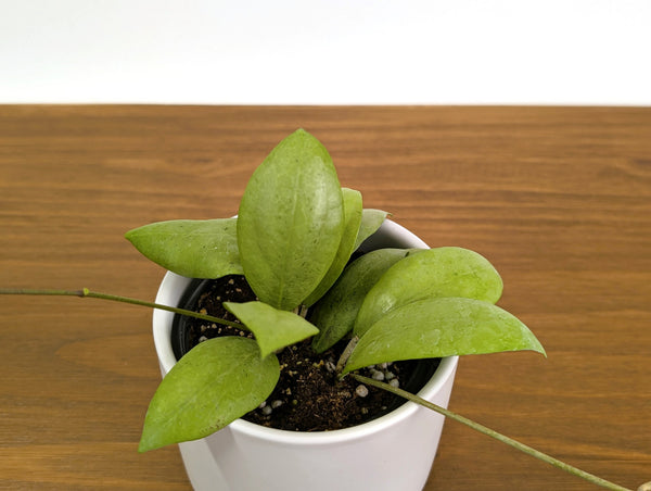 Hoya Erythrostemma Silver
