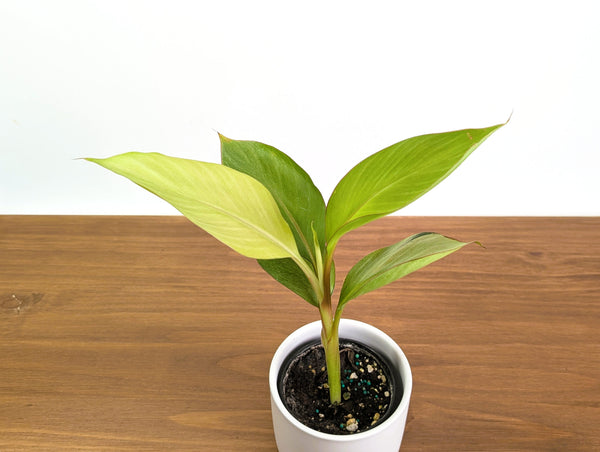 Rare Musa Nono Pink Mint Variegated Banana Plant