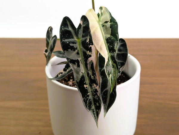 Alocasia Bambino Variegated - 4" Exact Plant #31A