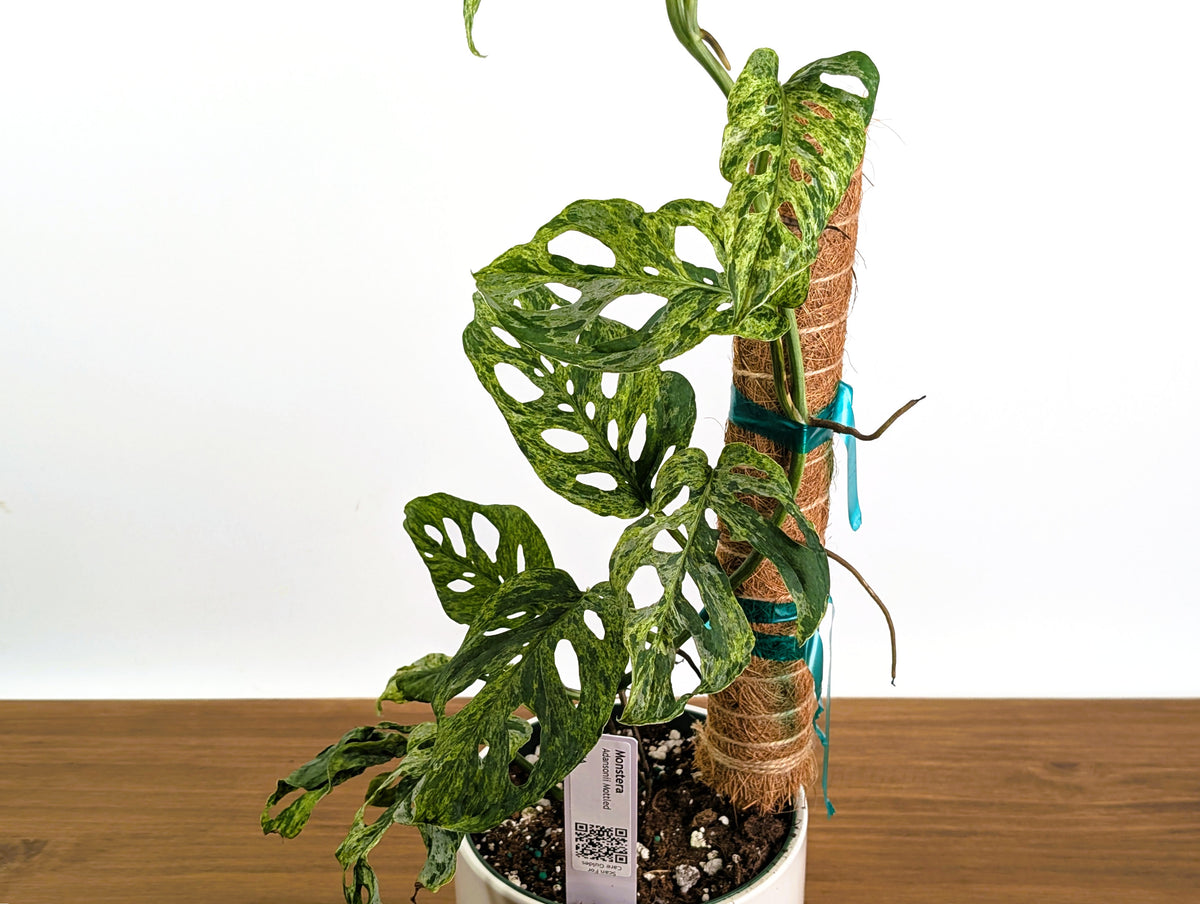 Monstera Adansonii Mottled Variegated - Exact 6" Plant #31A