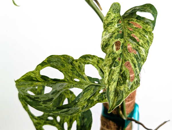 Monstera Adansonii Mottled Variegated - Exact 6" Plant #31A