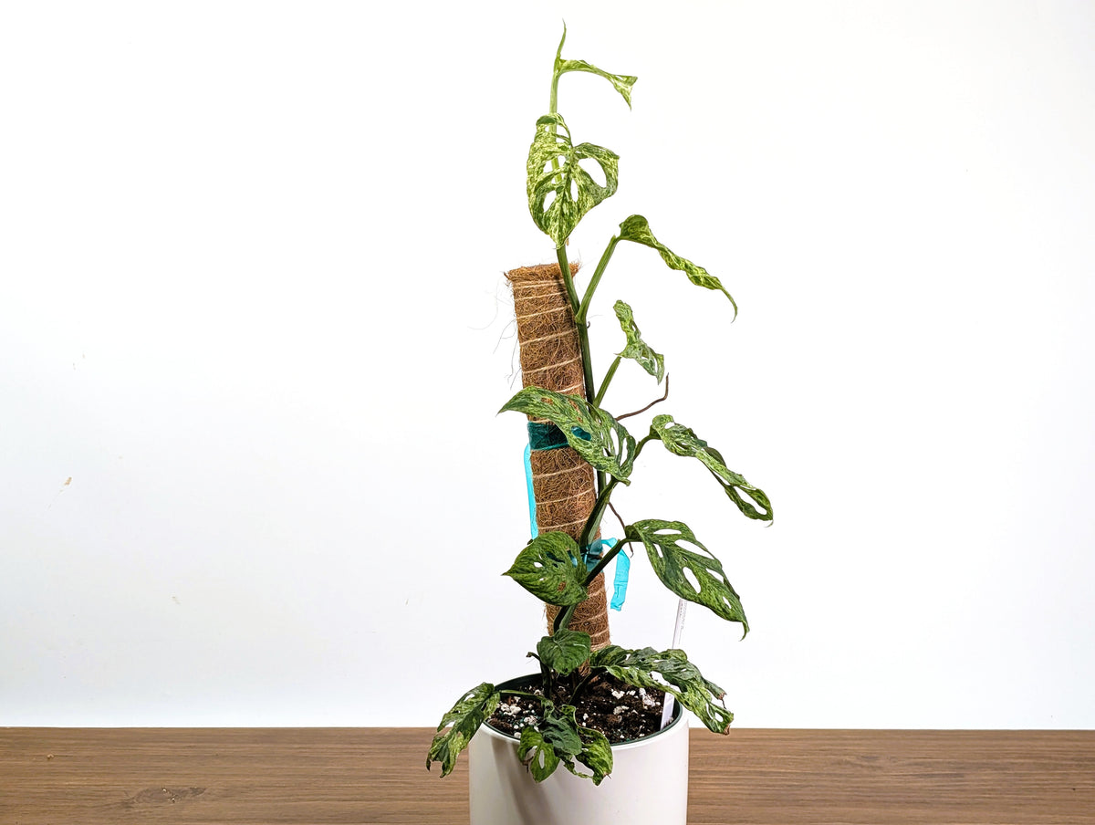 Monstera Adansonii Mottled Variegated - Exact 6" Plant #31A