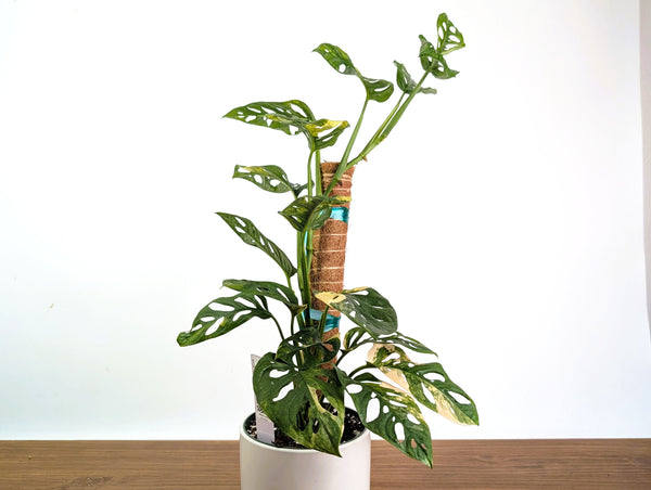 Monstera Adansonii Albo & Aurea Variegated - Exact 6" Plant #31A