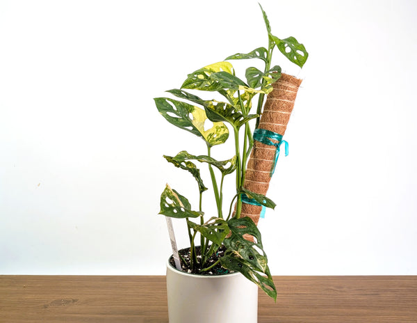 Monstera Adansonii Albo & Aurea Variegated - Exact 6" Plant #31B