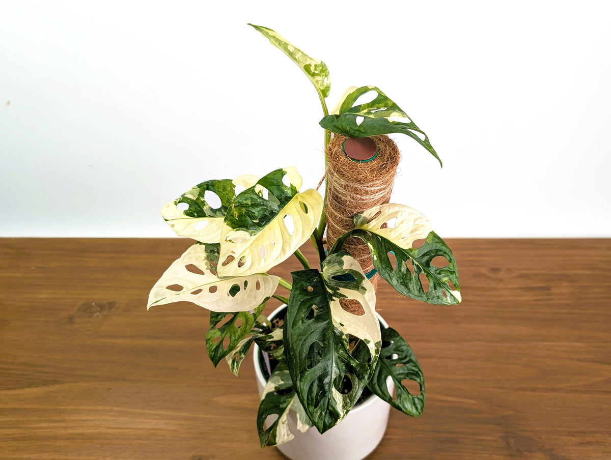 Monstera Adansonii Albo Variegated - Exact 6" Plant #31A