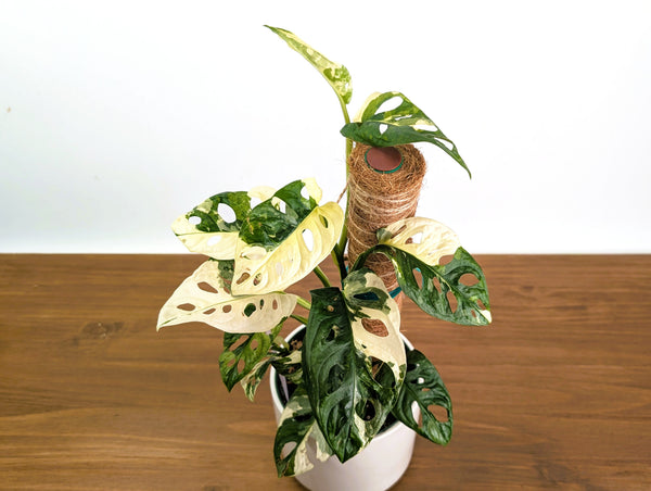 Monstera Adansonii Albo Variegated - Exact 6" Plant #31A