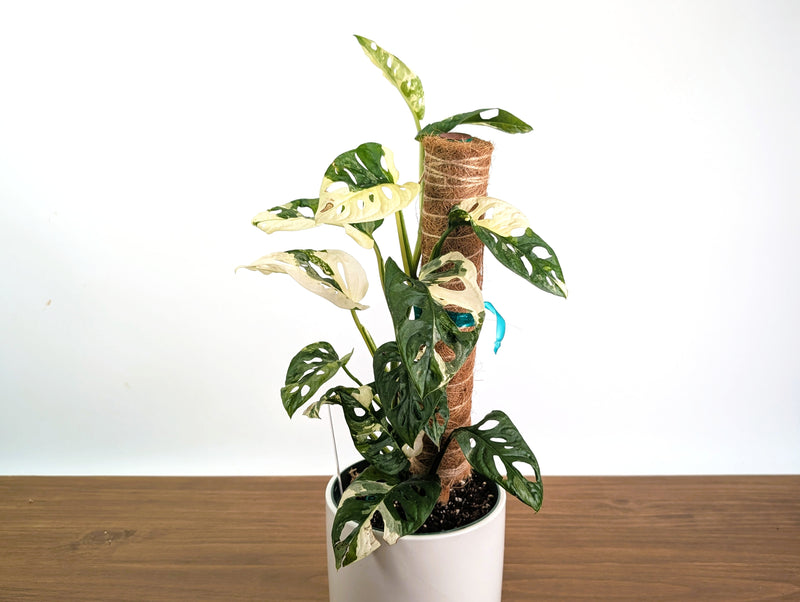 Monstera Adansonii Albo Variegated - Exact 6" Plant #31A