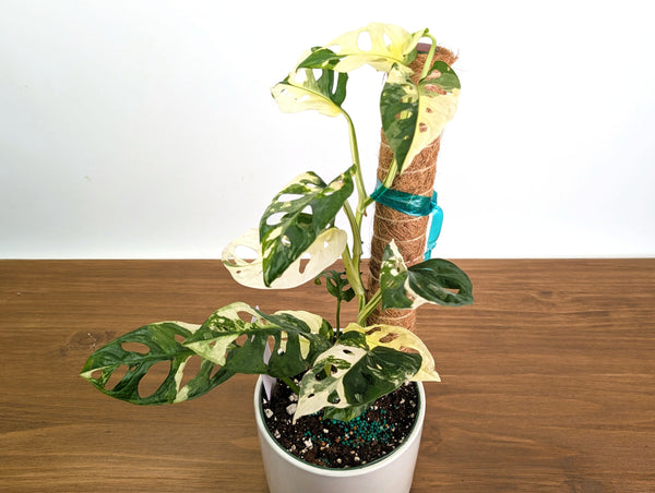Monstera Adansonii Albo Variegated - Exact 6" Plant #31B