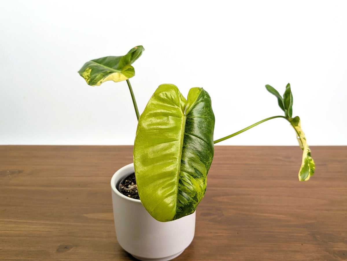 Philodendron Paraiso Verde Aurea Mutation - Exact Plant #31A