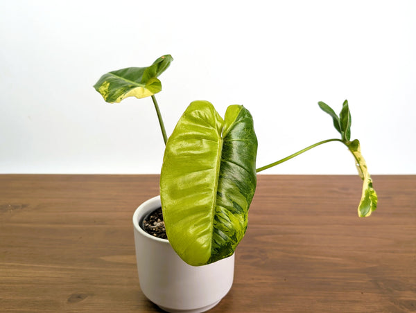 Philodendron Paraiso Verde Aurea Mutation - Exact Plant #31A