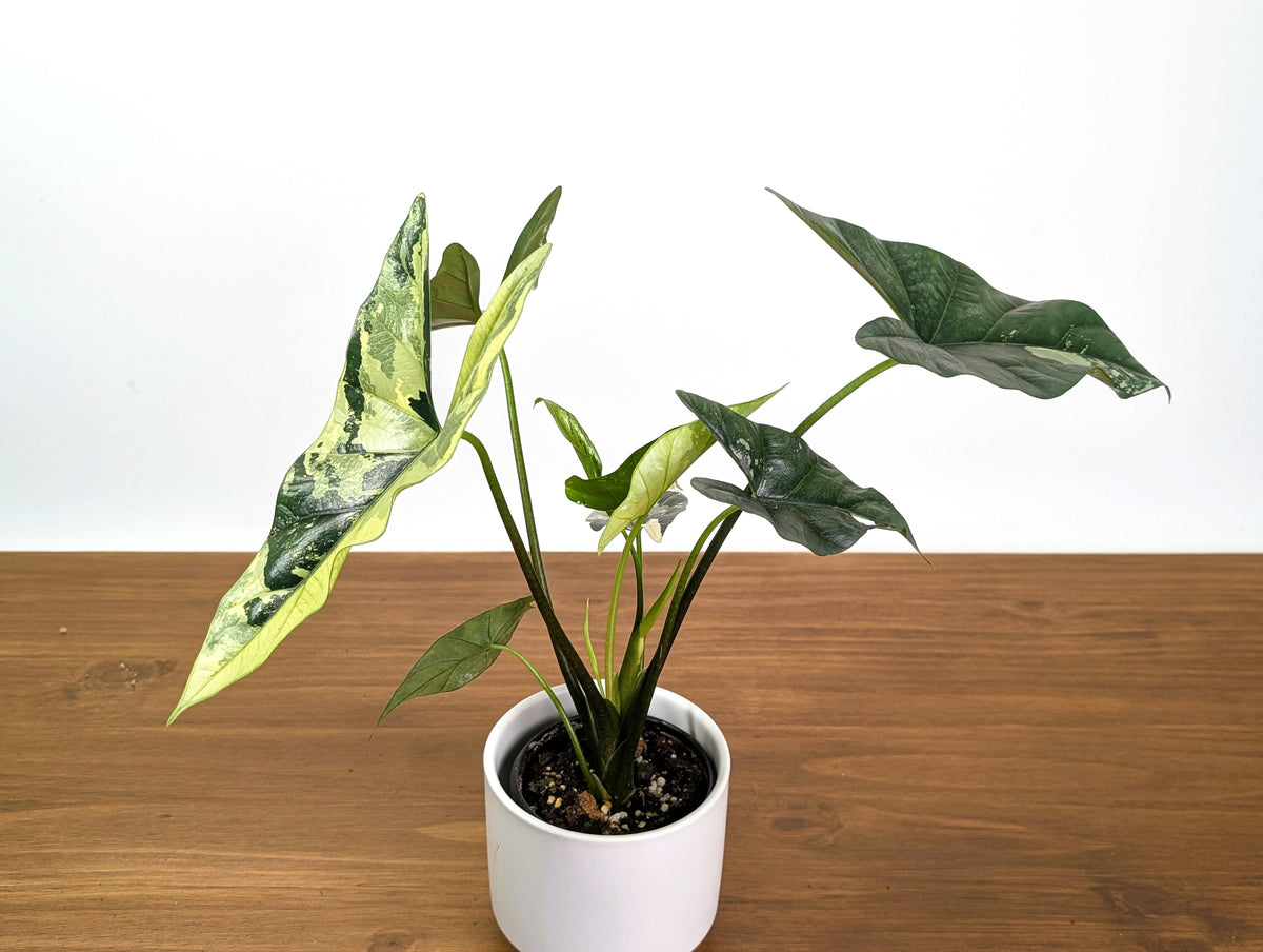 Alocasia Simpo Albo Variegated 4" Exact Plant #31A