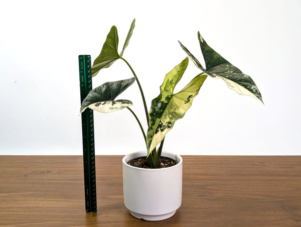 Alocasia Simpo Albo Variegated 4" Exact Plant #31B