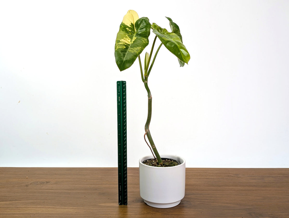 Philodendron Paraiso Verde Aurea Mutation - Exact Plant #31B