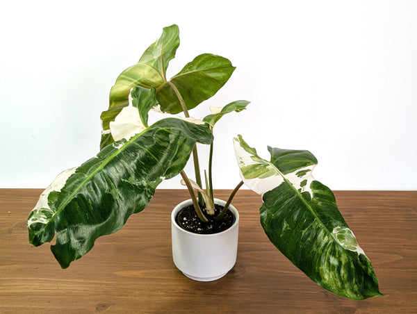 Philodendron Paraiso Verde Albo Mutation - 4" Exact Plant #31B
