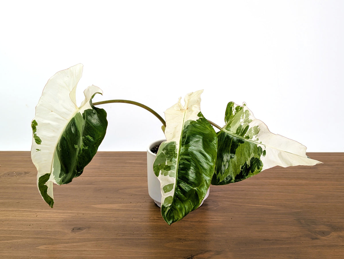 Philodendron Paraiso Verde Albo Mutation - 4" Exact Plant #31C