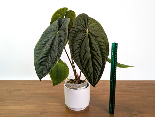 Anthurium Ximeportilla (Papillilaminum x Luxurians) XL Mature Exact Plant #31A