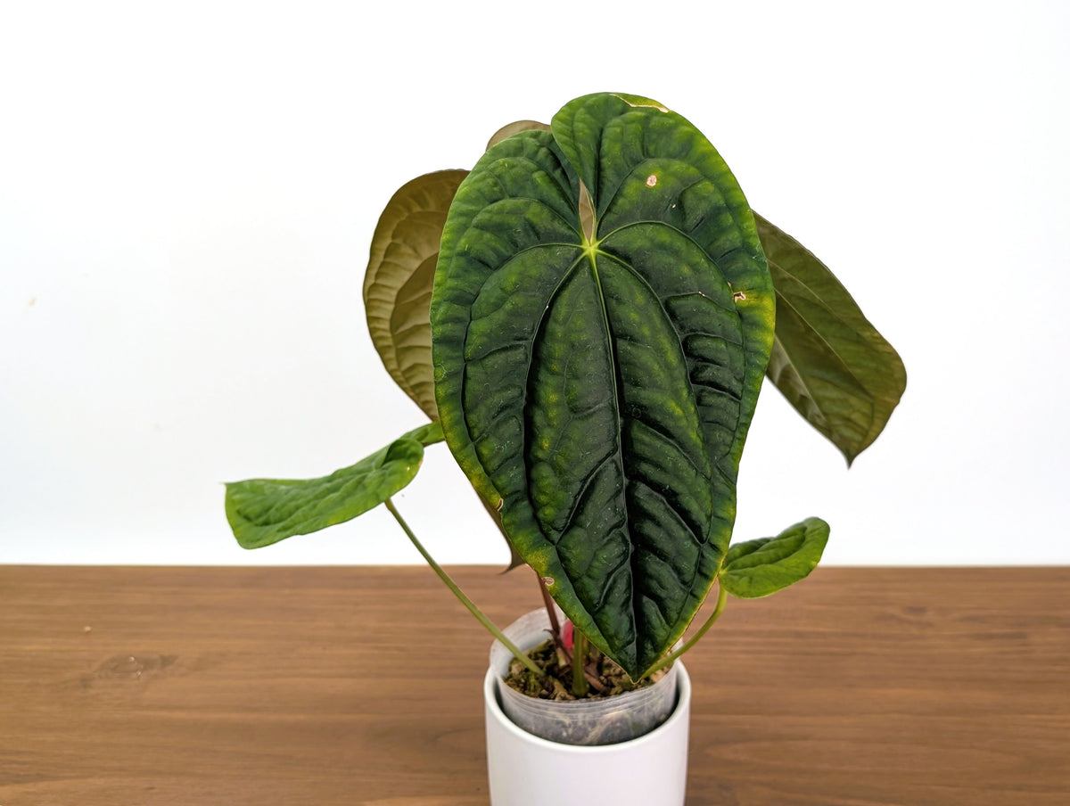 Anthurium Ximeportilla (Papillilaminum x Luxurians) XL Mature Exact Plant #31A