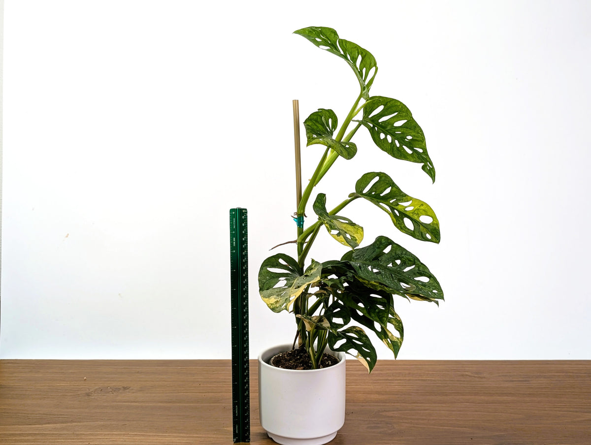 Monstera Adansonii Tricolor Aurea Variegated XL Exact Plant #31A