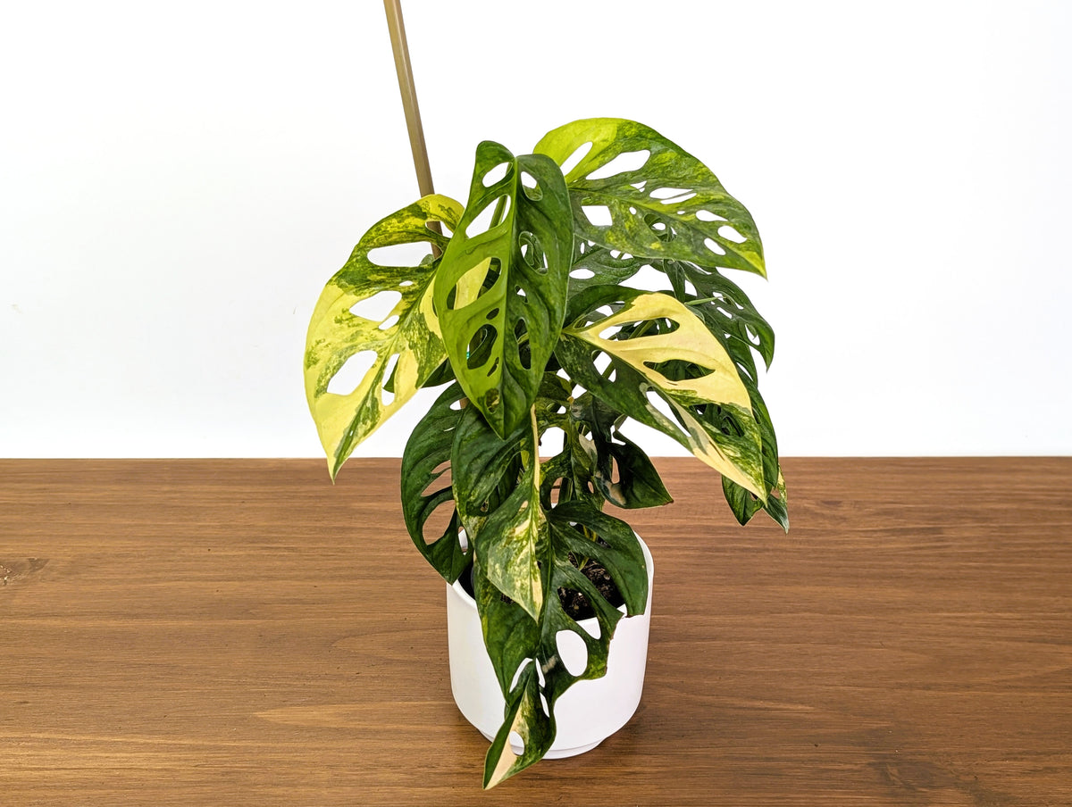 Monstera Adansonii Tricolor Aurea Variegated Multiple Growth Points XL Exact Plant #31B