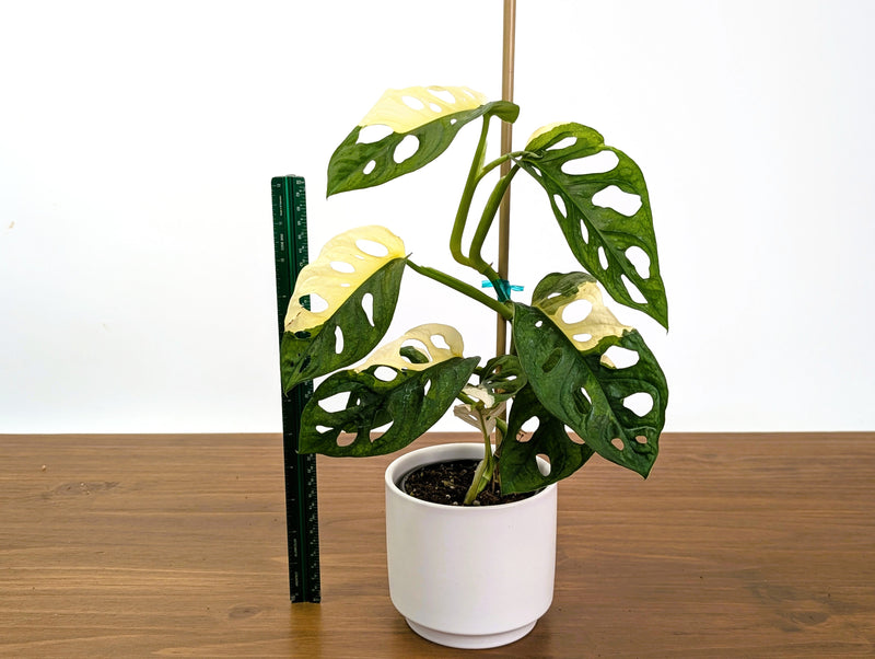 Monstera Adansonii Albo Variegated Half Moon Leaves Exact 4" Plant #31C