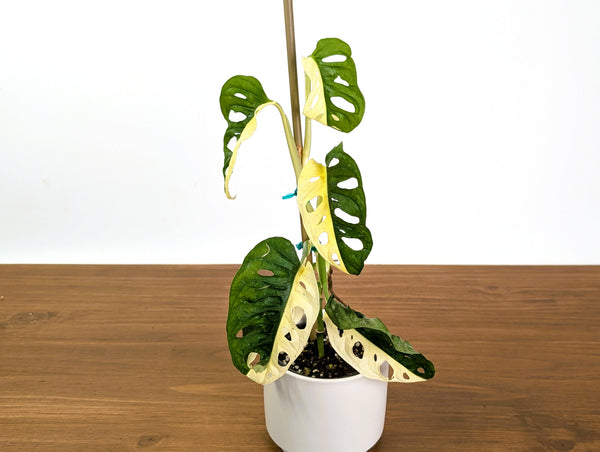 Monstera Adansonii Albo Variegated Half Moon Leaves Exact 4" Plant #31D