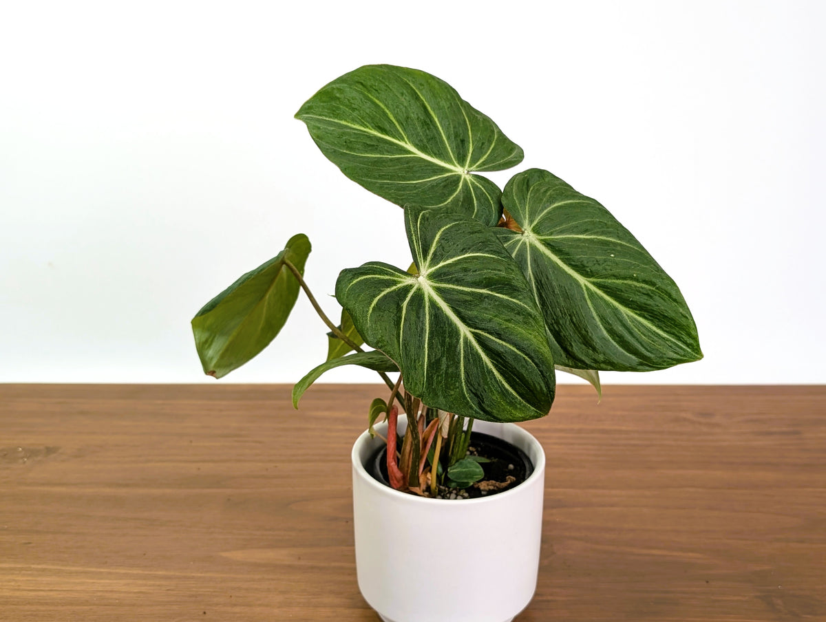 Philodendron Gloriosum Mutant Leaf Texture Variation - Exact Plant #31A