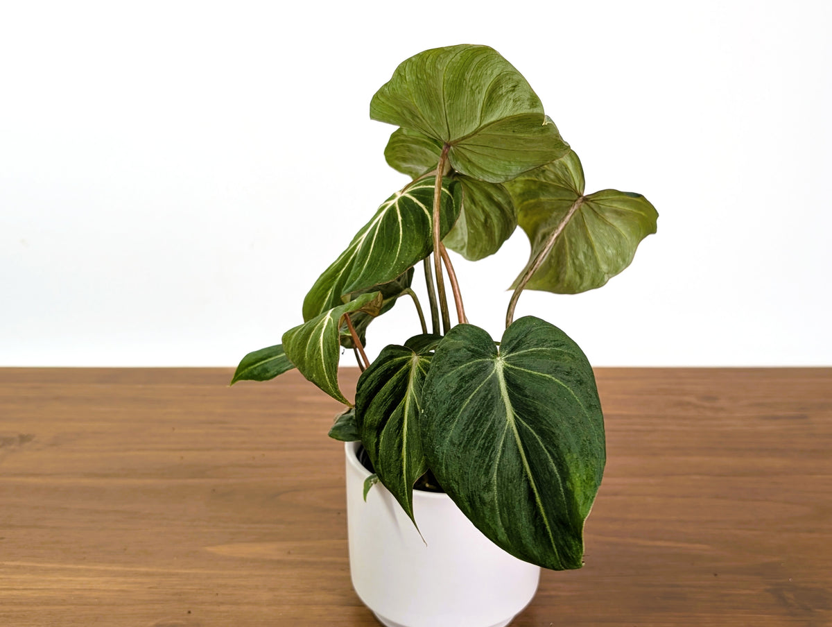 Philodendron Gloriosum Mutant Leaf Texture Variation - Exact Plant #31A