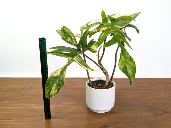 Philodendron Florida Beauty Variegated XL Exact 4" Plant #31A