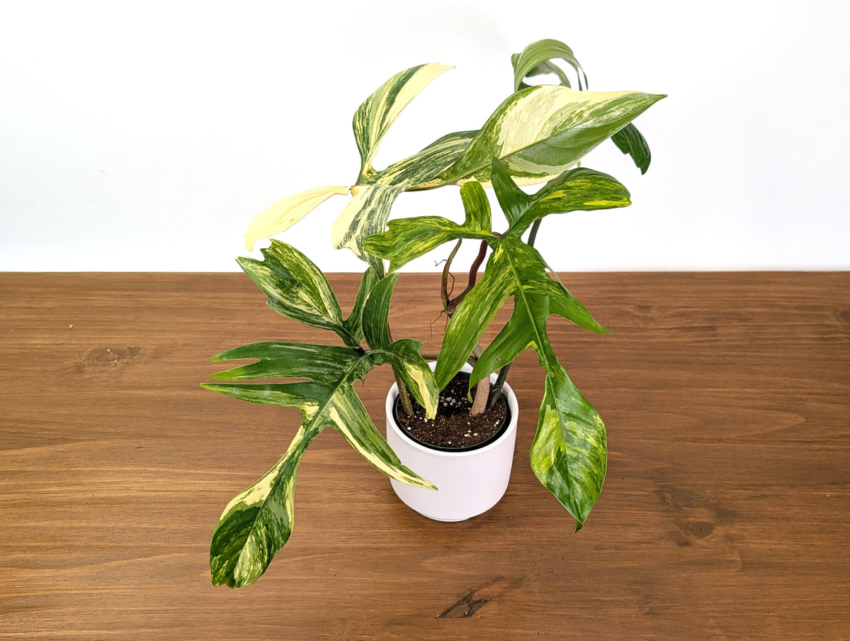 Philodendron Florida Beauty Variegated XL Exact 4" Plant #31A