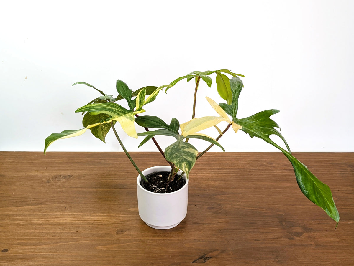 Philodendron Florida Beauty Variegated XL Exact 4" Plant #31B
