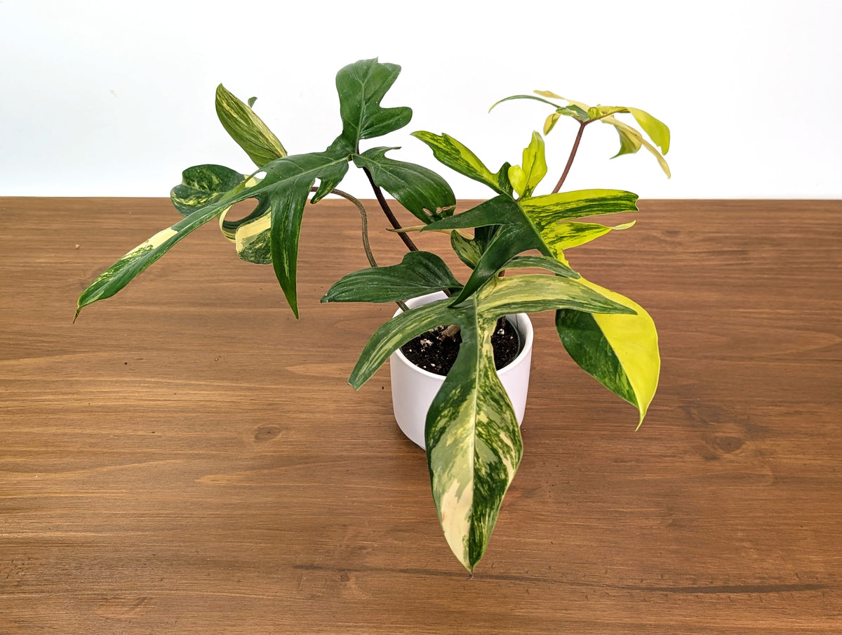 Philodendron Florida Beauty Variegated XL Exact 4" Plant #31C