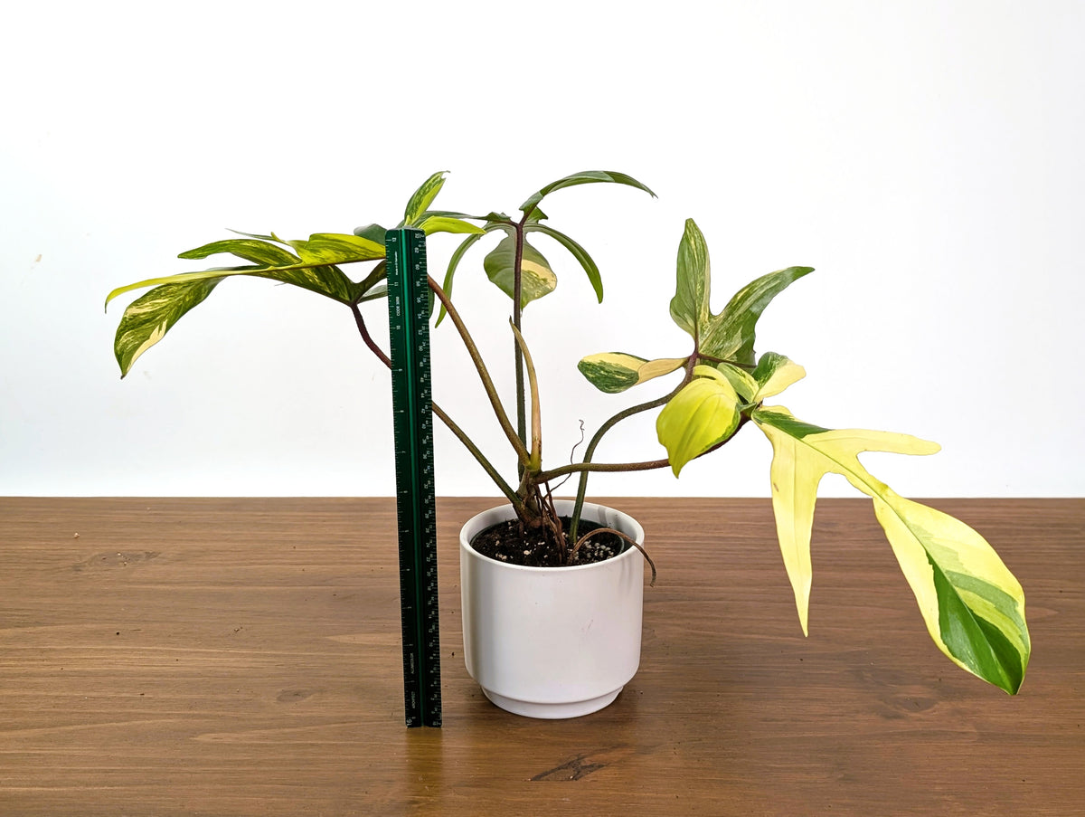 Philodendron Florida Beauty Variegated XL Exact 4" Plant #31C