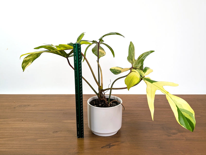 Philodendron Florida Beauty Variegated XL Exact 4" Plant #31C