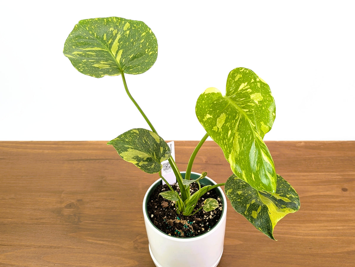 Monstera Electrolyte 'Golden Lion Tricolor' - 6" Exact Plant #33A