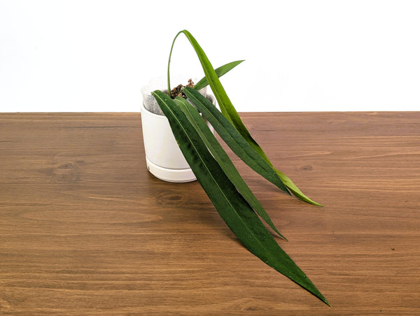 Anthurium Pallidiflorum - Very Narrow Leaf - Exact Plant #33A