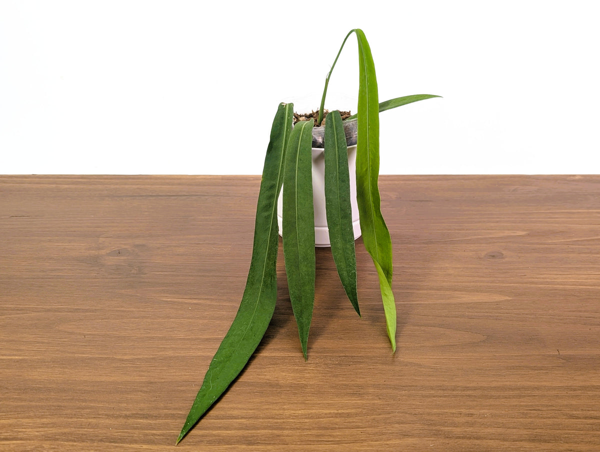 Anthurium Pallidiflorum - Very Narrow Leaf - Exact Plant #33A
