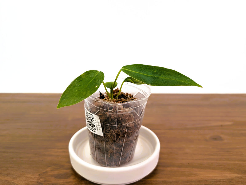 Anthurium Panamense