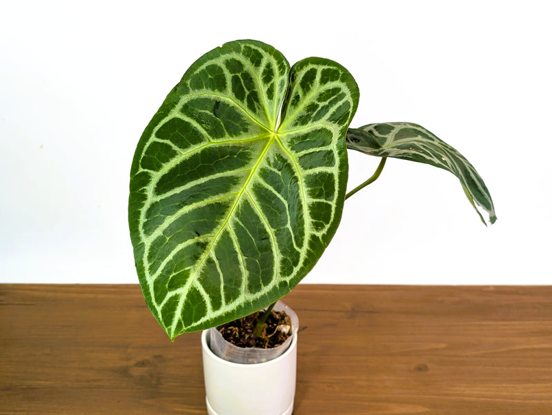 Anthurium Magnificent Silver x Silver Blush