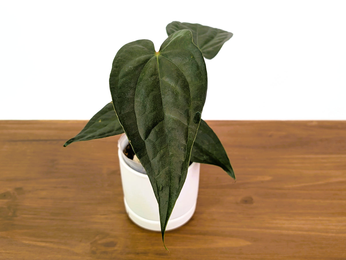 Anthurium Raven Soul 'Narrow Form' (Crystallinum x Luxurians)