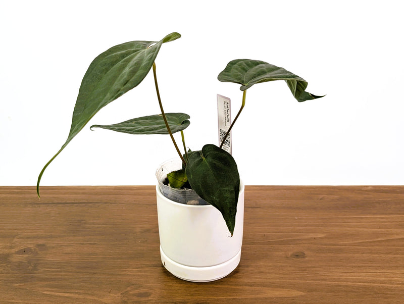 Anthurium Raven Soul 'Narrow Form' (Crystallinum x Luxurians)