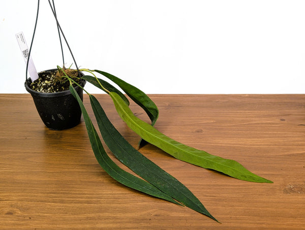 Anthurium Wendlingeri 6 Inch Basket Multiple Leaves Exact Plant Pictured #33B