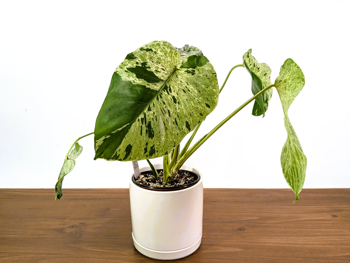 Monstera Vietciosa - Rare 6" Exact Plant #33A - US Seller