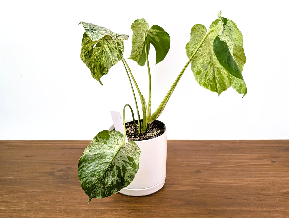 Monstera Vietciosa - Rare 6" Exact Plant #33A - US Seller