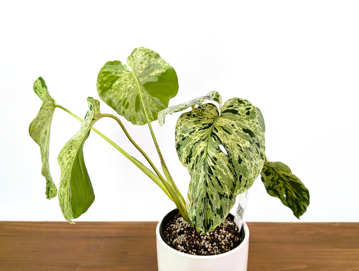 Monstera Vietciosa - Rare 6" Exact Plant #33A - US Seller